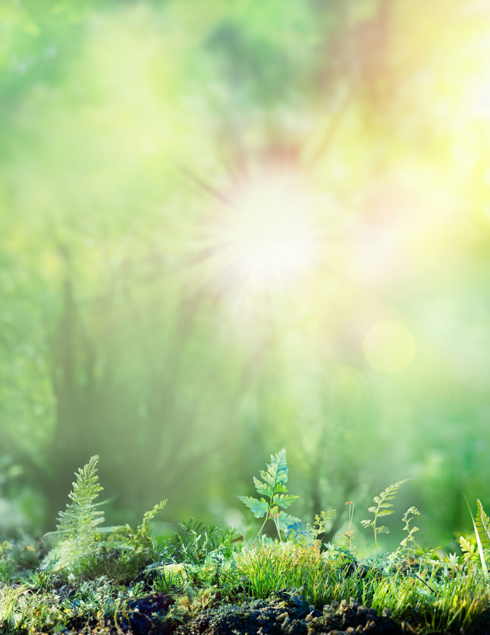 Heller, verschwommener Wald mit Sonnenstrahlen und üppigem, grünem Pflanzenbewuchs.